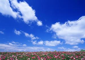 自毛植毛の料金完全ガイド：施術費用から効果まで徹底解説！